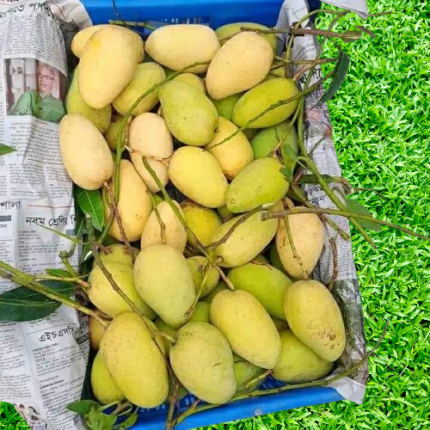 Catimon Mango ( কাটিমন আম ) Price in Bangladesh | resellKori