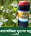 কালোজিরা ফুলের মধু ১ কেজি Price in Bangladesh | resellKori