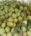 হাড়ী ভাঙ্গা আম Price in Bangladesh | resellKori
