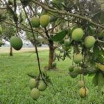 হাড়ী ভাঙ্গা আম Price in Bangladesh | resellKori